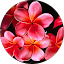 Red R. Avatar