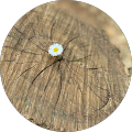 nakoa n. Avatar